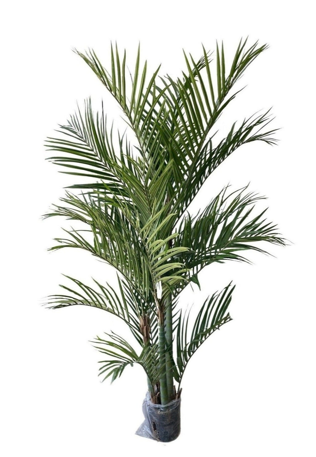 areca palm bush artificial 26 width Artificial Areca Palm (Height: 1.20m-2.80M)