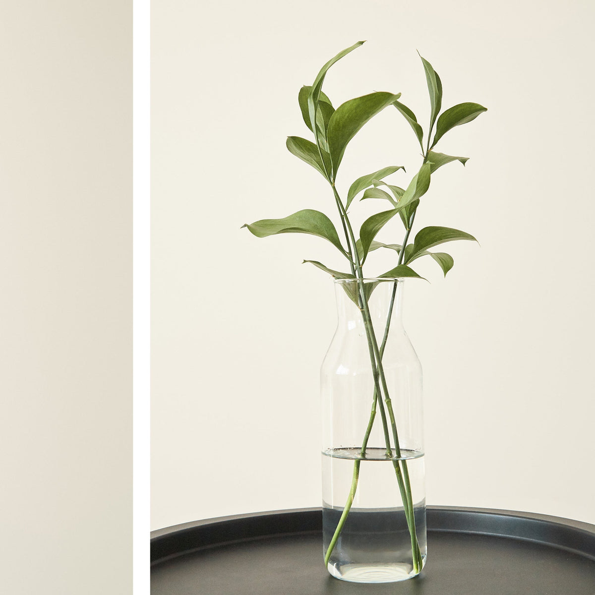 Small plants for table tops