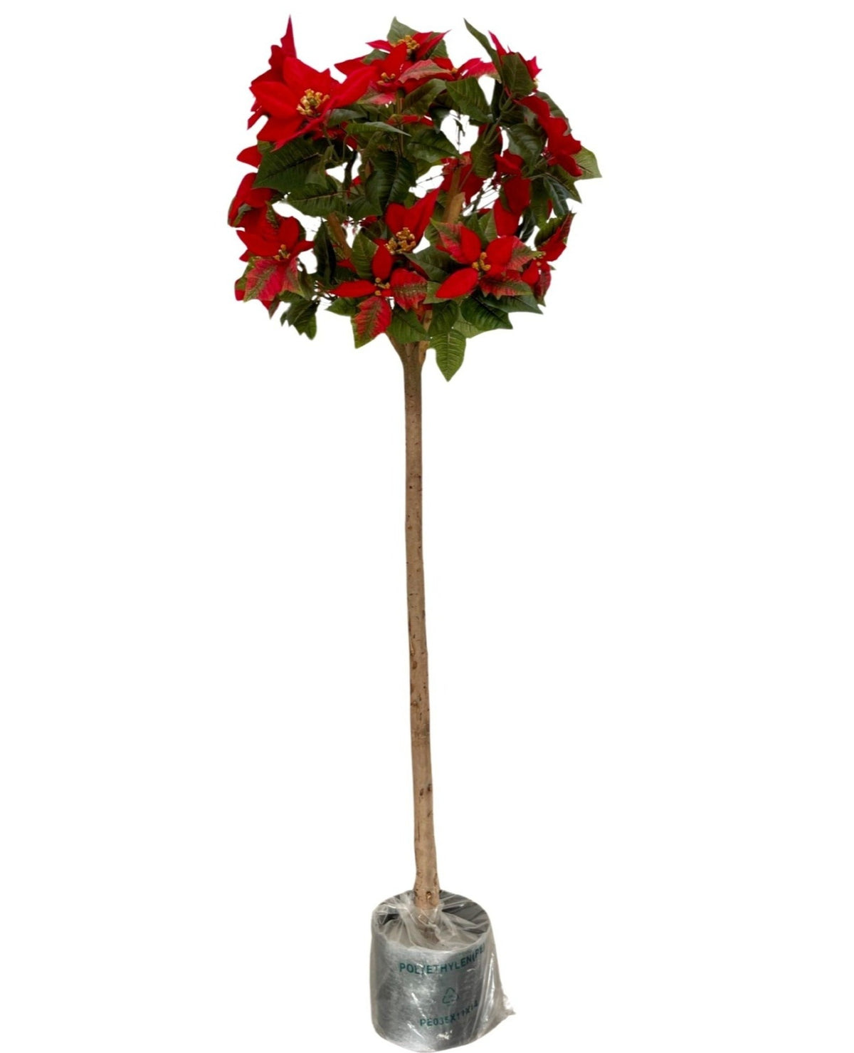 Poinsettia Ball Tree (Height: 1.45m) - PTSBBWT4/48-143/v