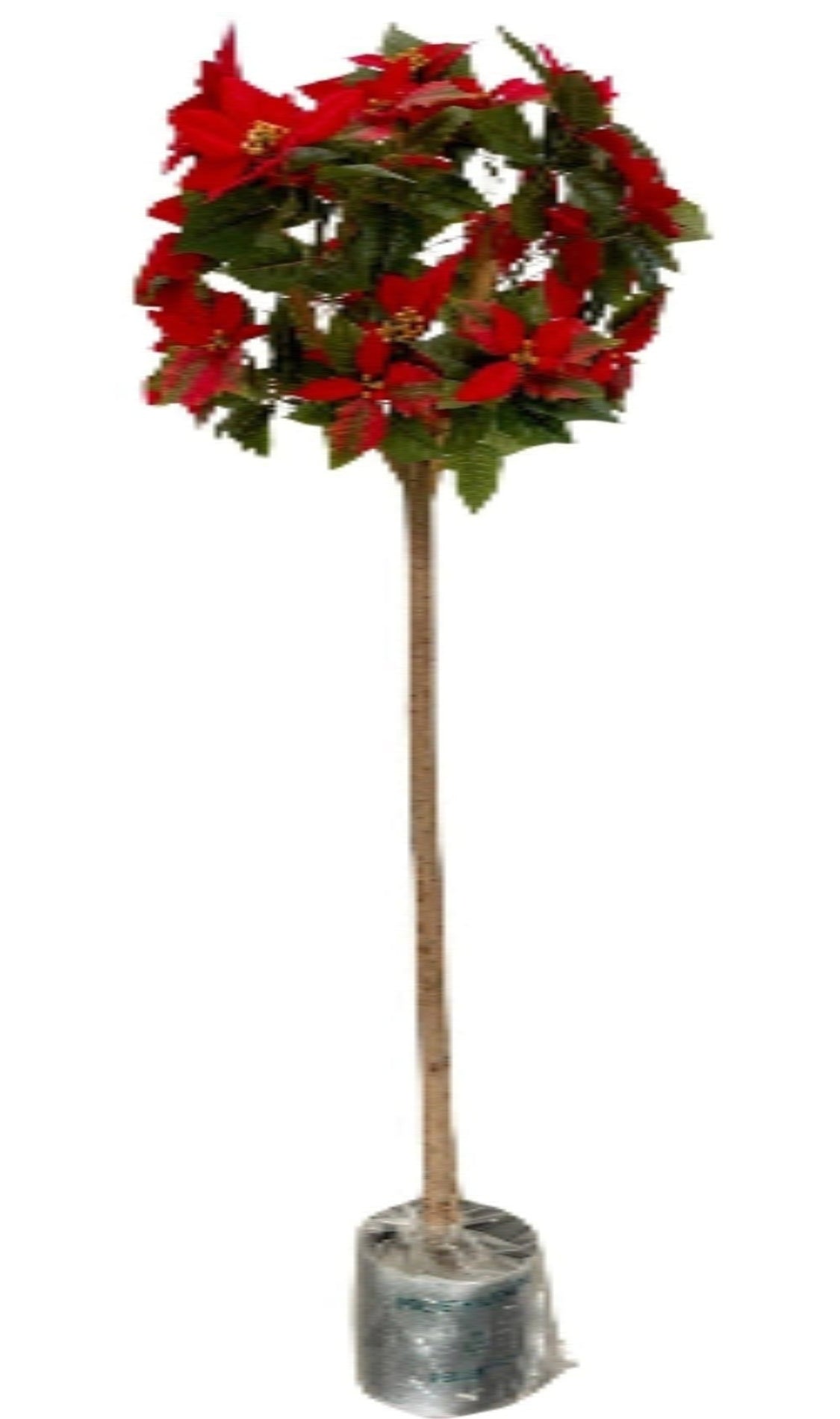 Poinsettia Ball Tree (Height: 1.45m) - PTSBBWT4/48-143/v