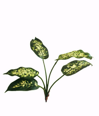 Dieffenbachia Branch -FBR0046- (Height: 40cm)