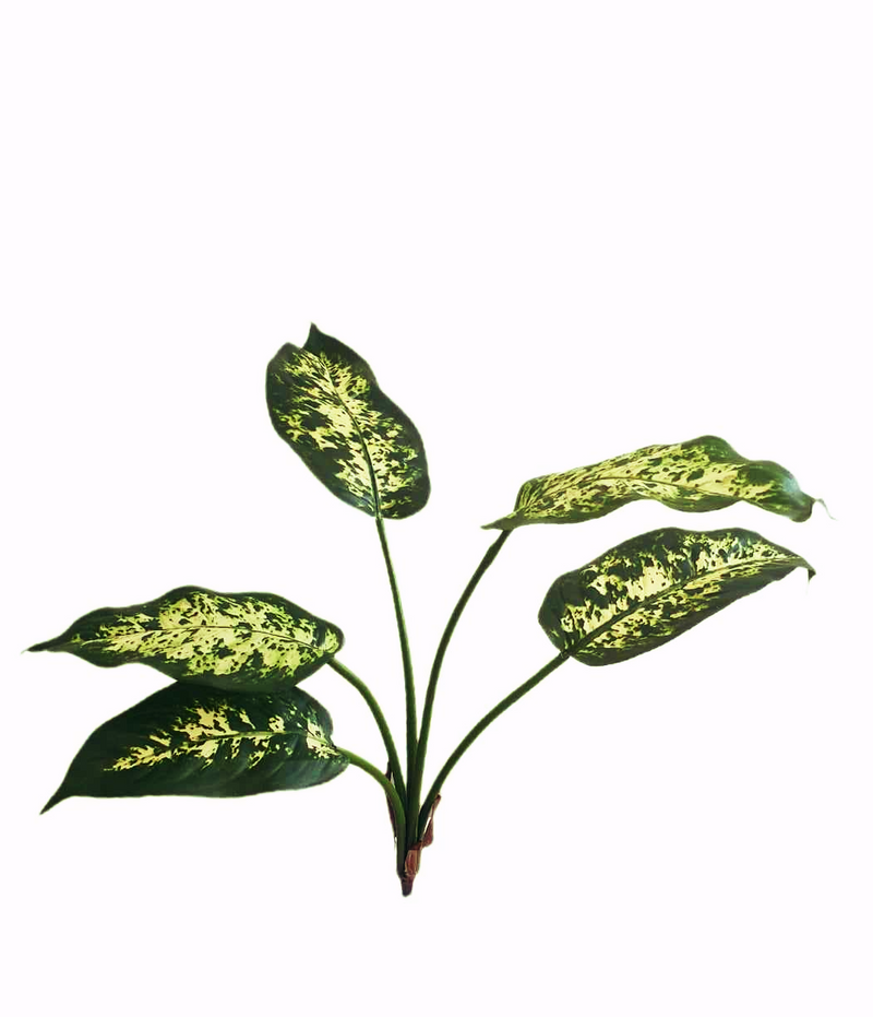 Dieffenbachia Branch -FBR0046- (Height: 40cm)
