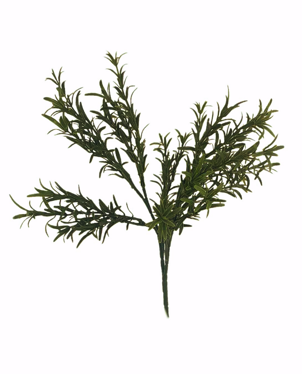 Rosmarinus Spray -FBR0055- (Height: 42cm)