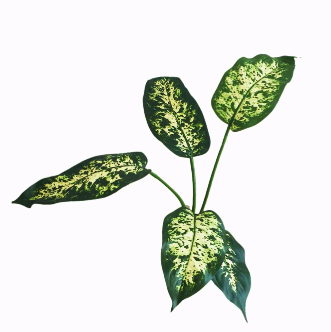 Dieffenbachia Branch (Height: 55cm) -FBR0057