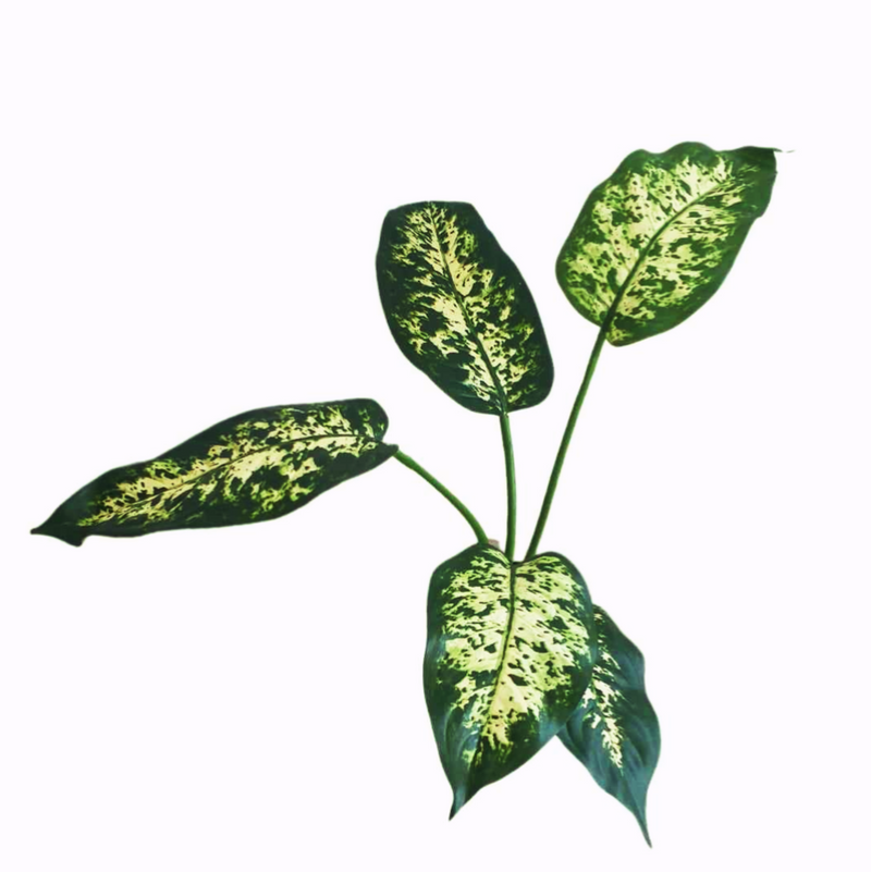 Dieffenbachia Branch -FBR0046- (Height: 40cm)