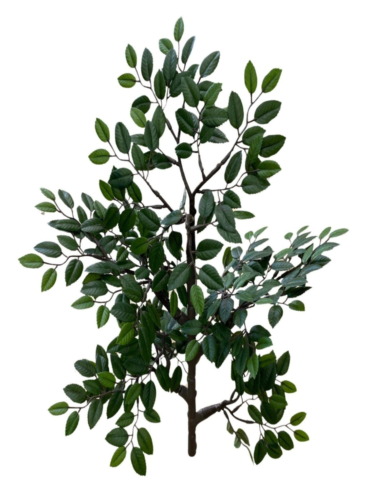 Chinese Elm Spray  (Length: 35cm) - FBR0062