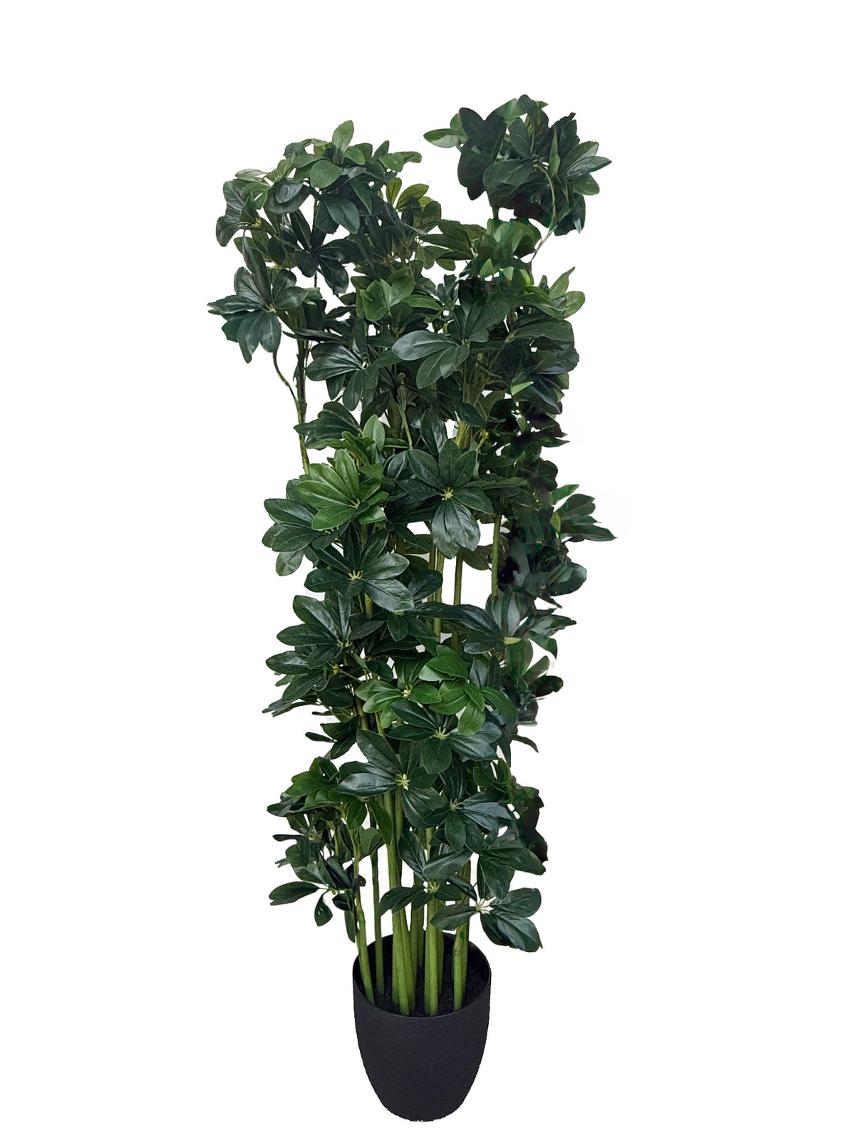 Schefflera Plant (Height: 140cm) - PTR0163