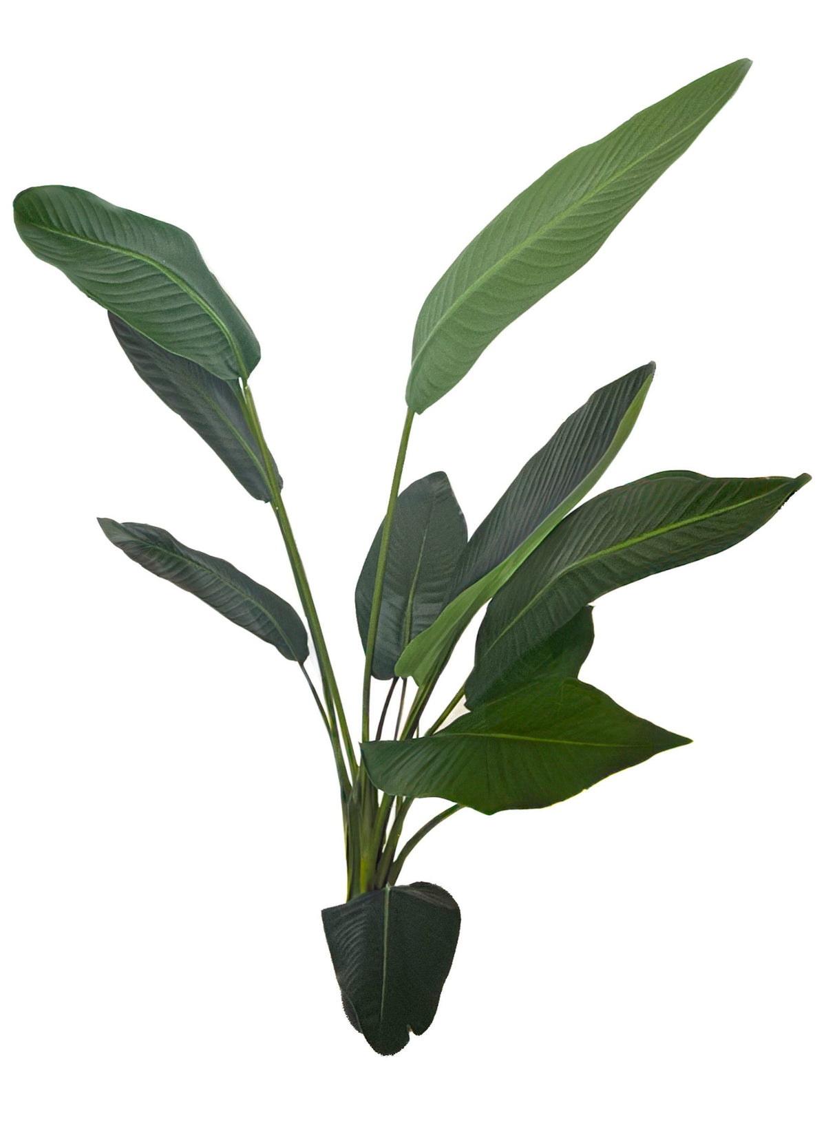 Artificial Strelitzia - Bird of Paradise (Height: 150cm)