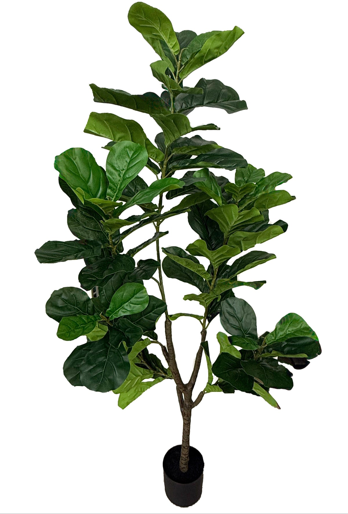 Artificial Ficus Lyrata (Height: 166cm)