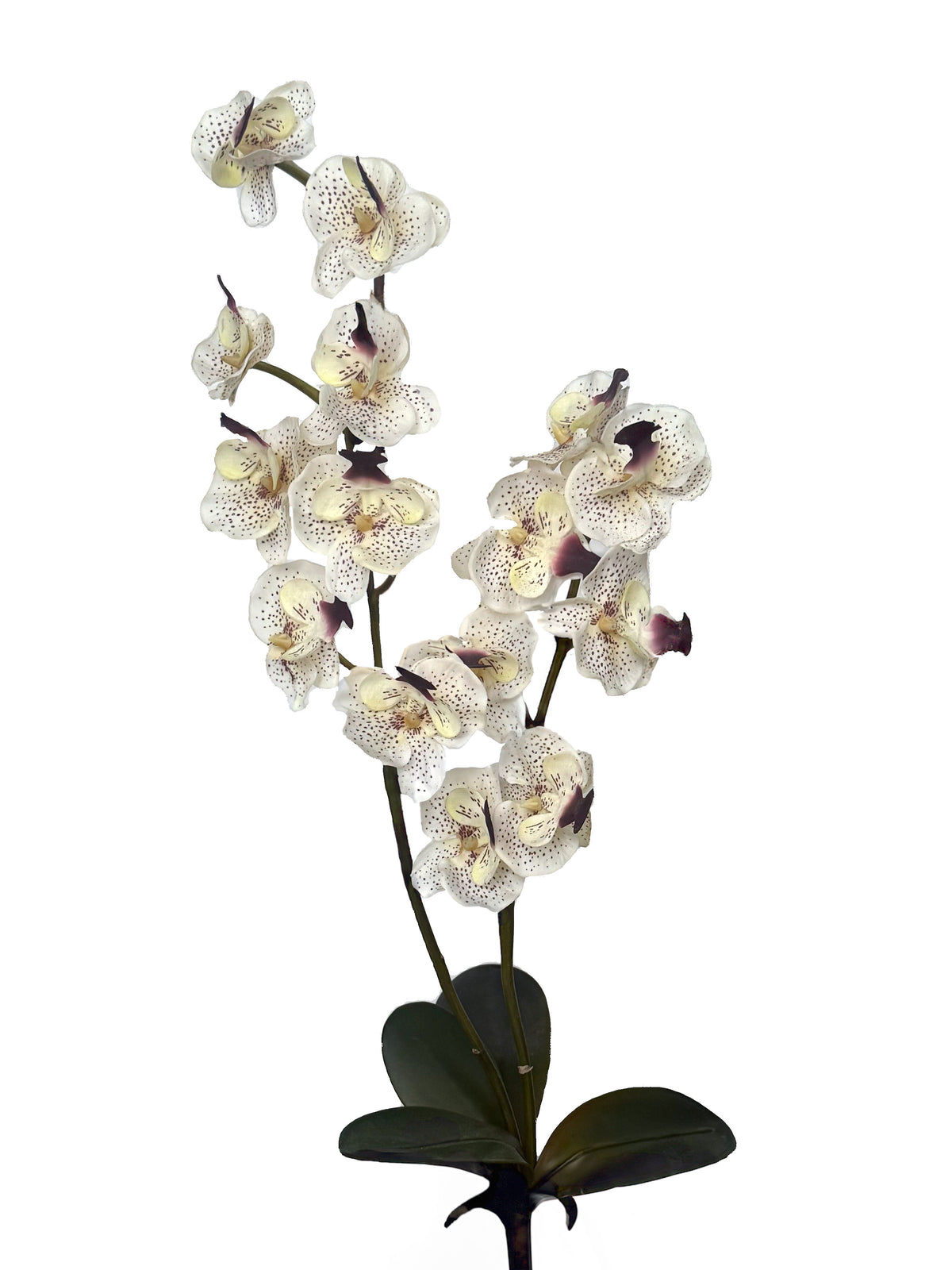 Moth Orchids with 4 leaves (62cm)| FLR0018