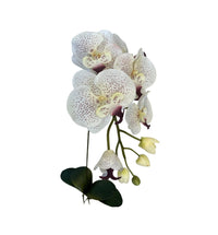 Moth Orchids with 4 leaves (106cm)| FLR0018