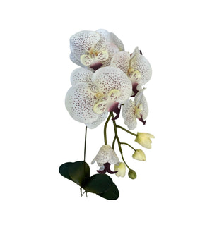 Moth Orchids with 4 leaves (106cm)| FLR0018