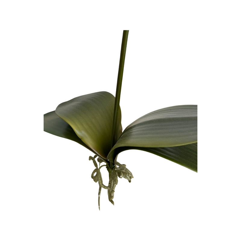 Moth Orchids with 4 leaves (106cm)| FLR0018