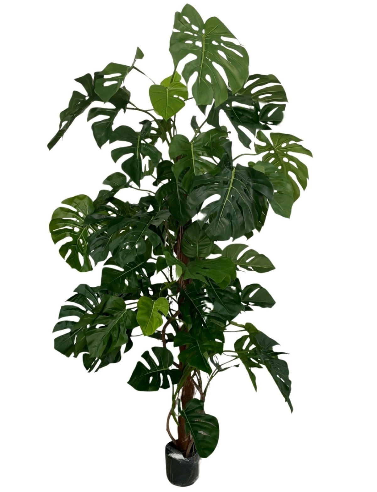 monstera deliciosa artificiel Artificial Monstera Deliciosa Plant (Height: 160cm & 200cm) – S.K Optimus