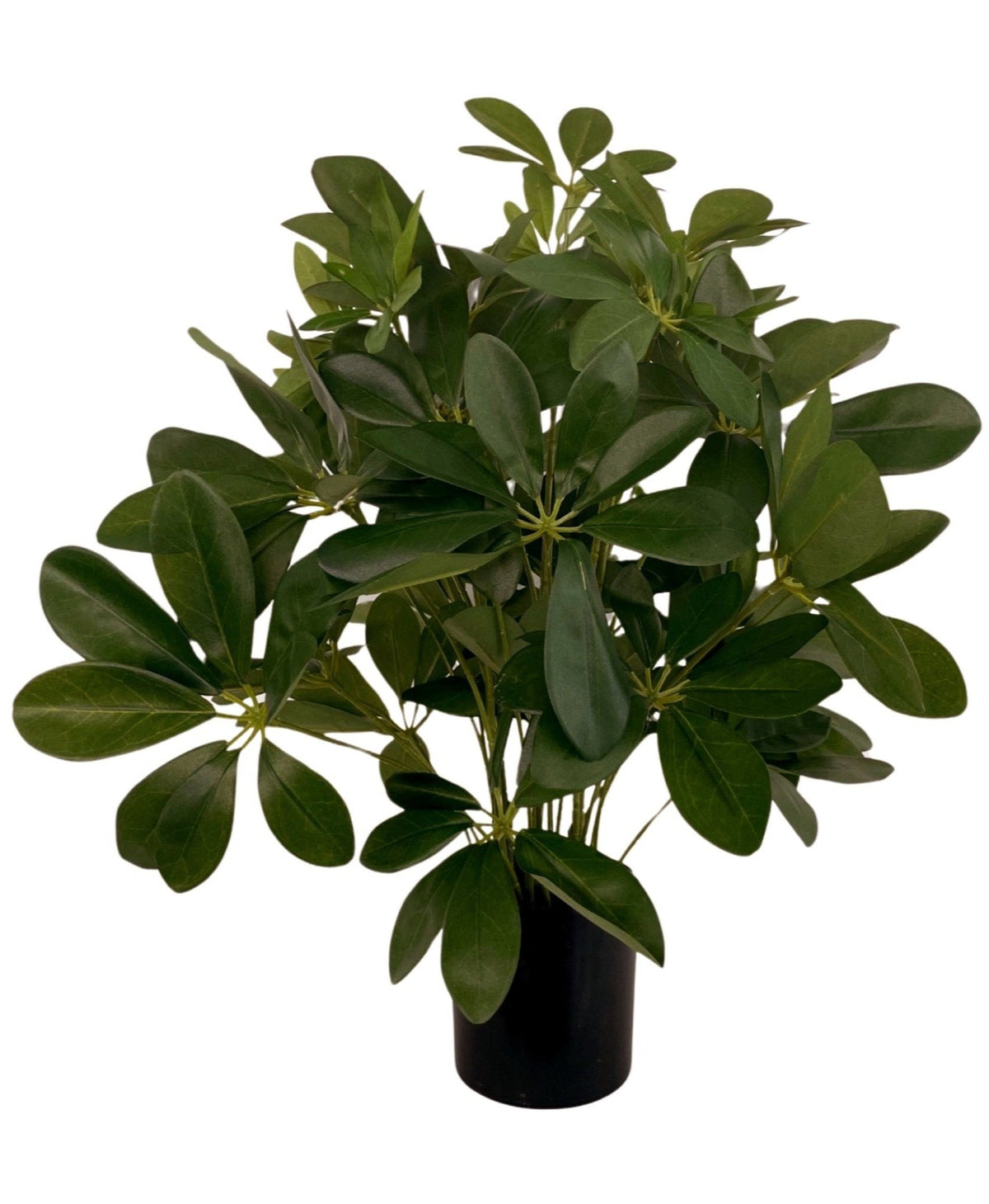 Baby Schefflera Potted Bush (Height: 45cm) - PTR0142