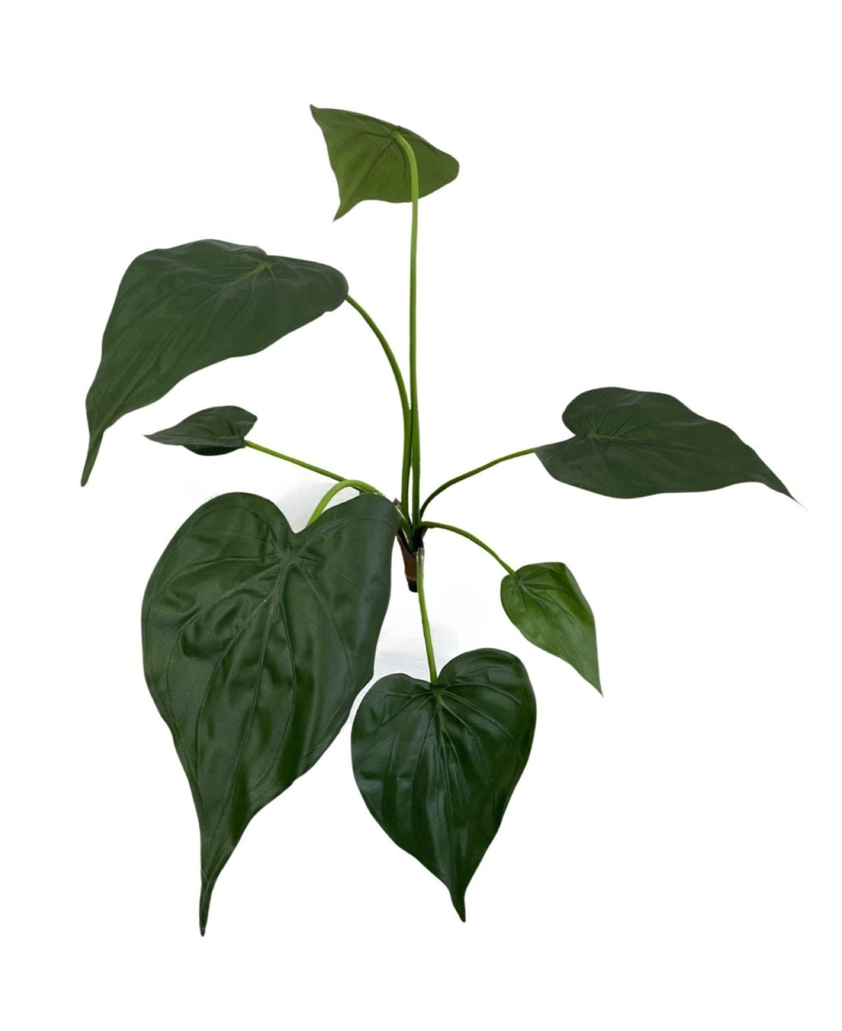 Alocasia Cucullata Plant (Height: 48cm) - PTR0141