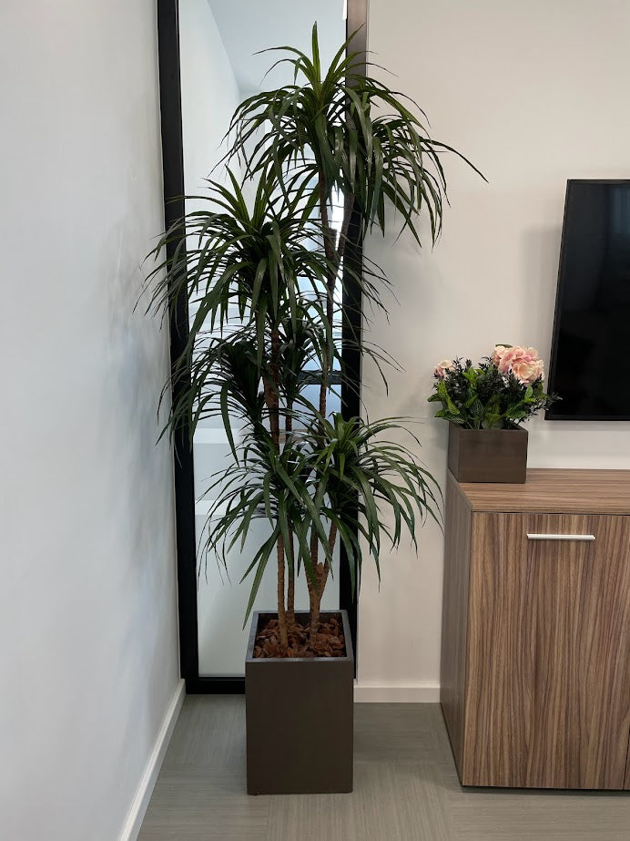 fake dracaena marginata Artificial Dracaena Marginata (Height: 1.20m/ 1.50m/ 1.90m) – S.K Optimus