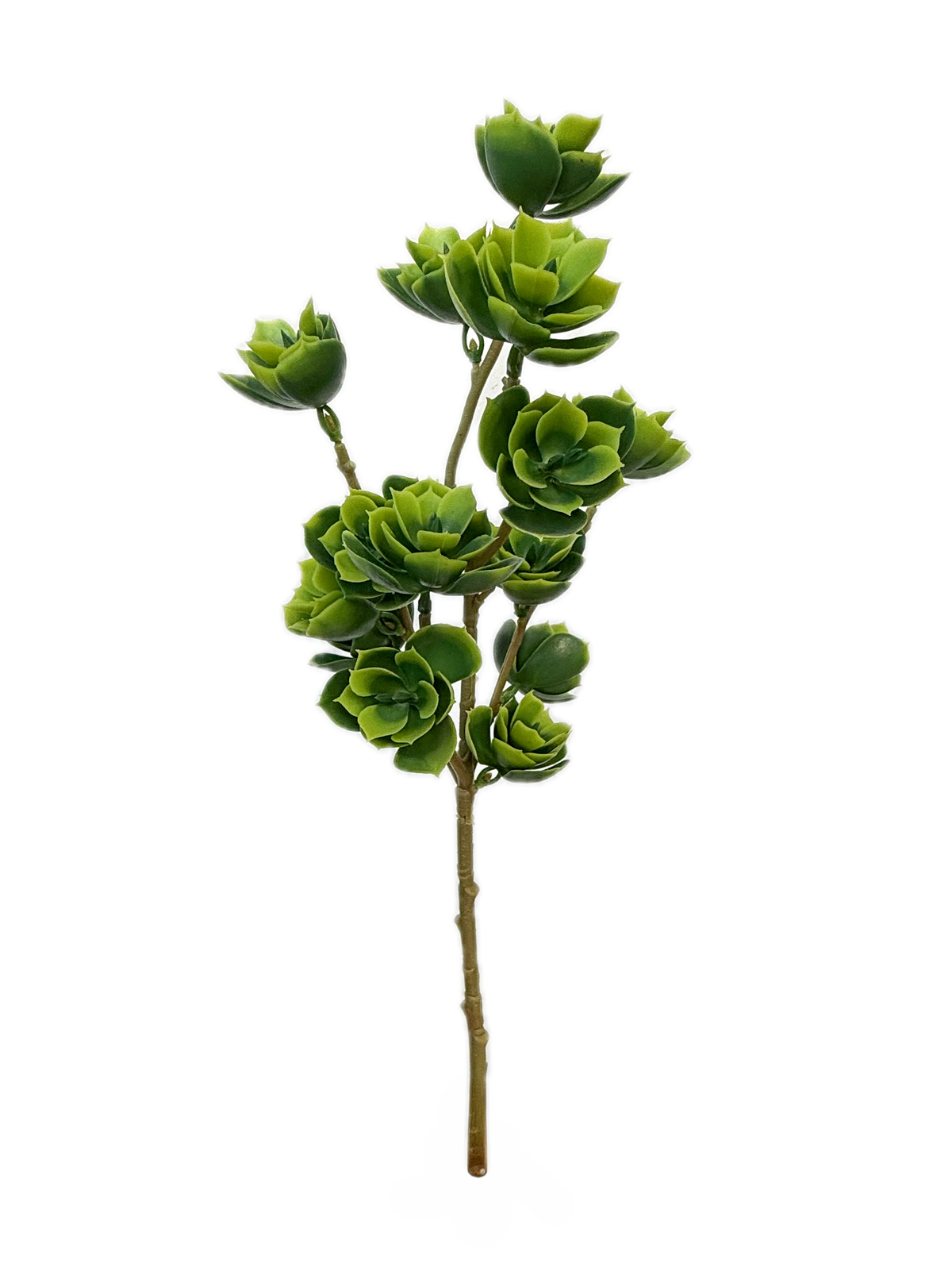 Aeonium Lily pad branch (Height: 53cm)- FBR0069