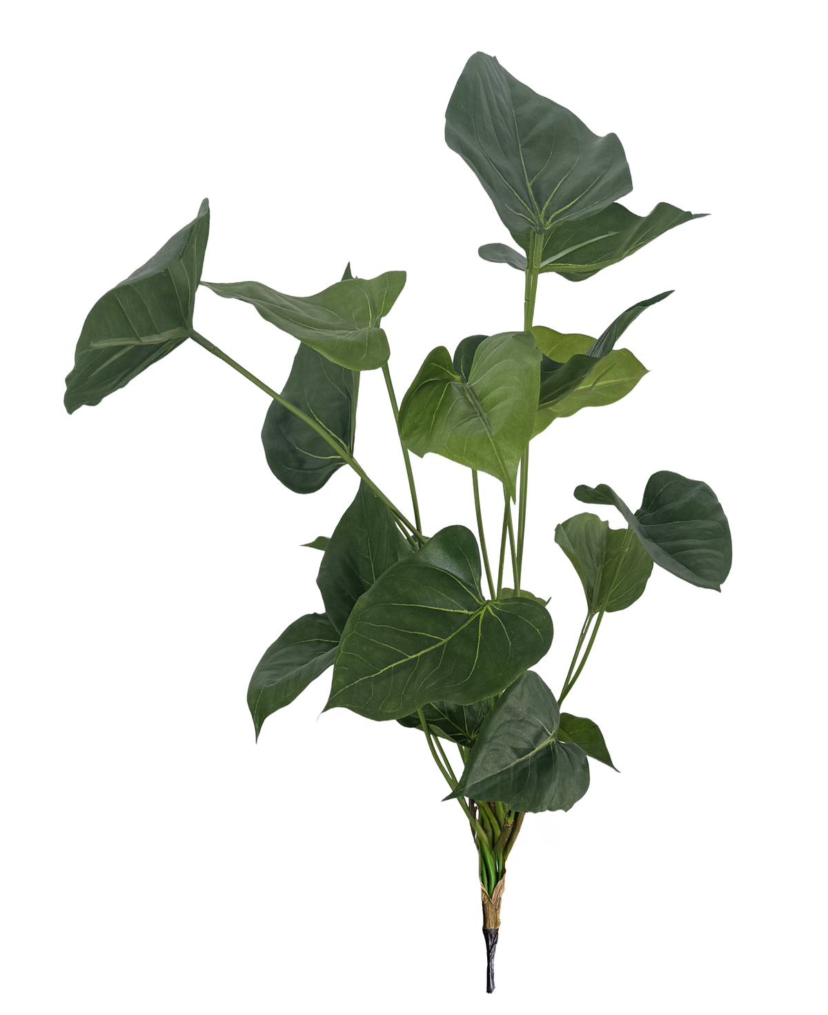 anthurium bush Sweet Anthurium bush (Height: 48cm)