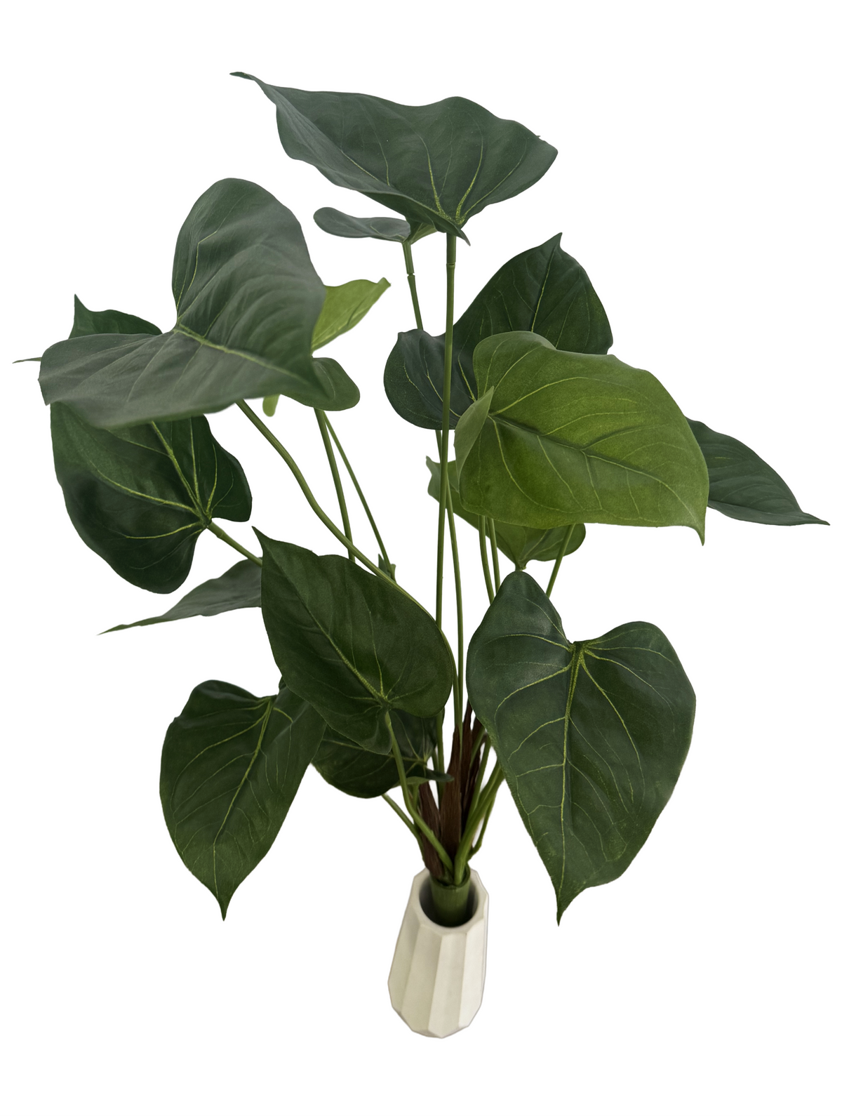 Sweet Anthurium bush (Height: 48cm) - FBR0079