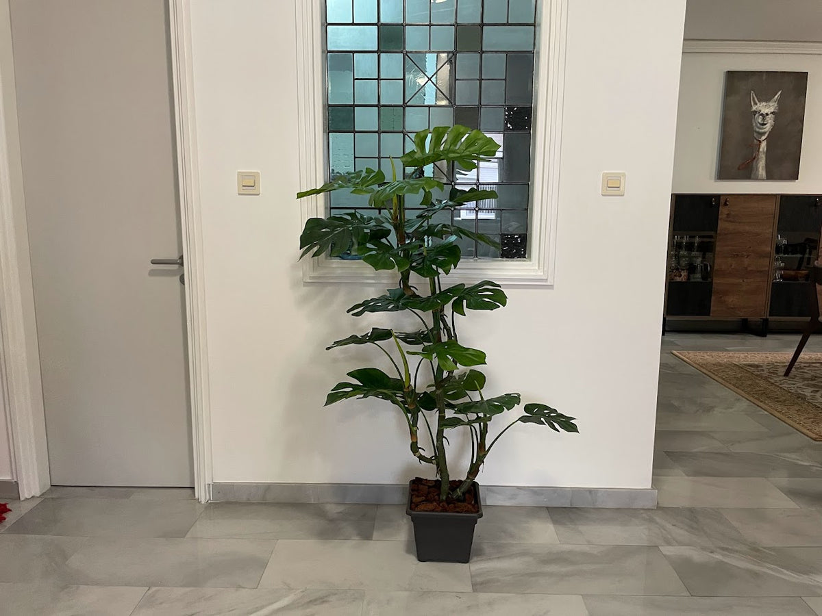 monstera deliciosa bonsai Artificial Monstera Bonsai plant (Height: 1.00m & 1.55m)
