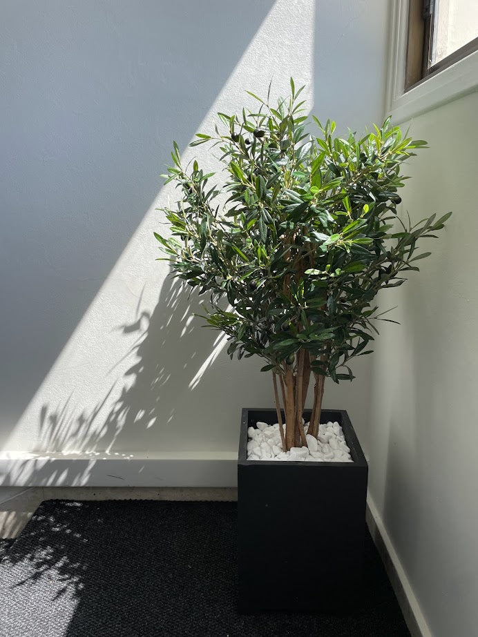 G-Olive Tree (Height 1m) - PTR0120