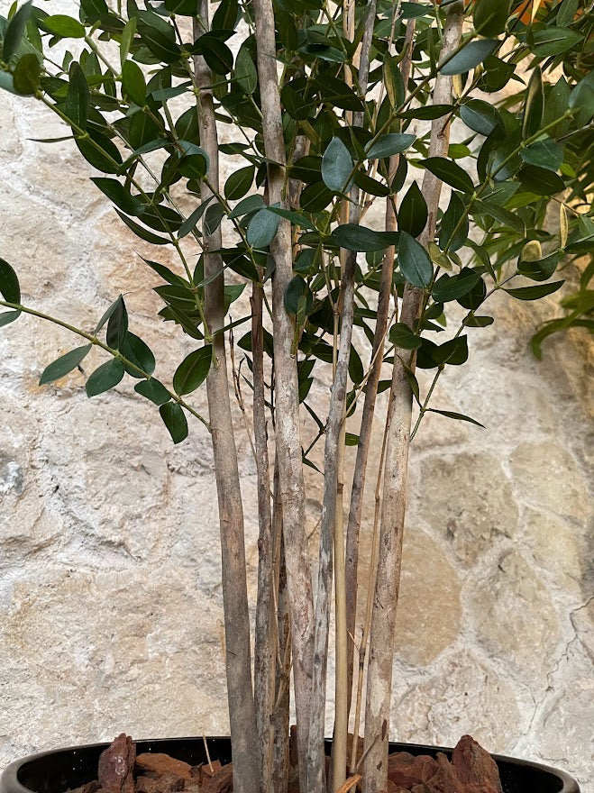 Artificial Eucalyptus Plant (Height: 1.10m) - SYEPBVM4-2288A