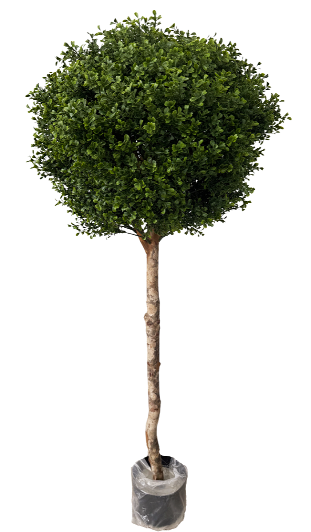 Artificial Boxwood plant (Height: 1.40m)