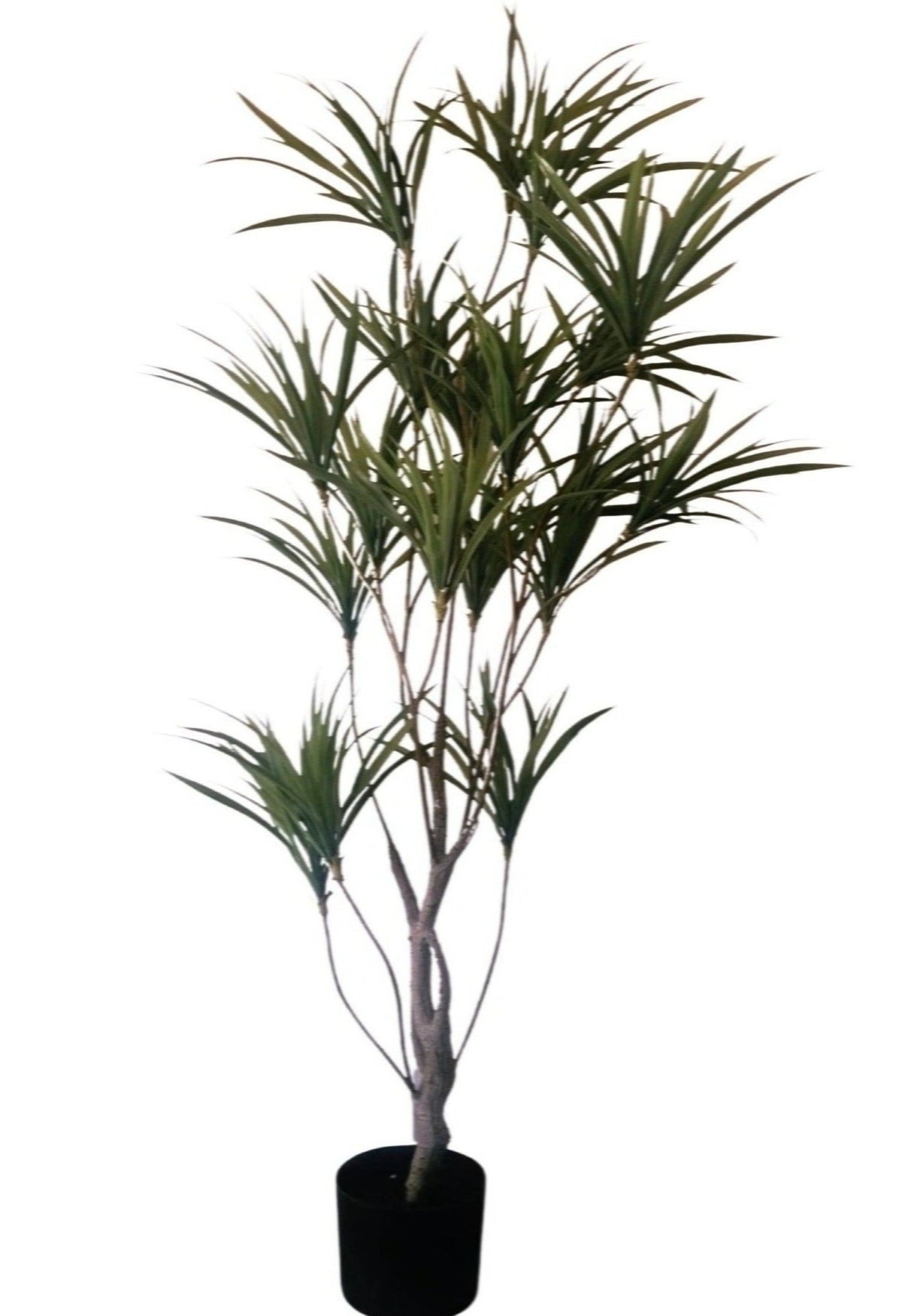 Dracaena Anita  (Height 190cm)