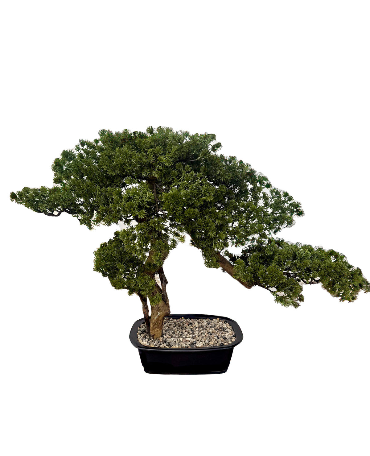 Japanese Bonsai Tree | Potted