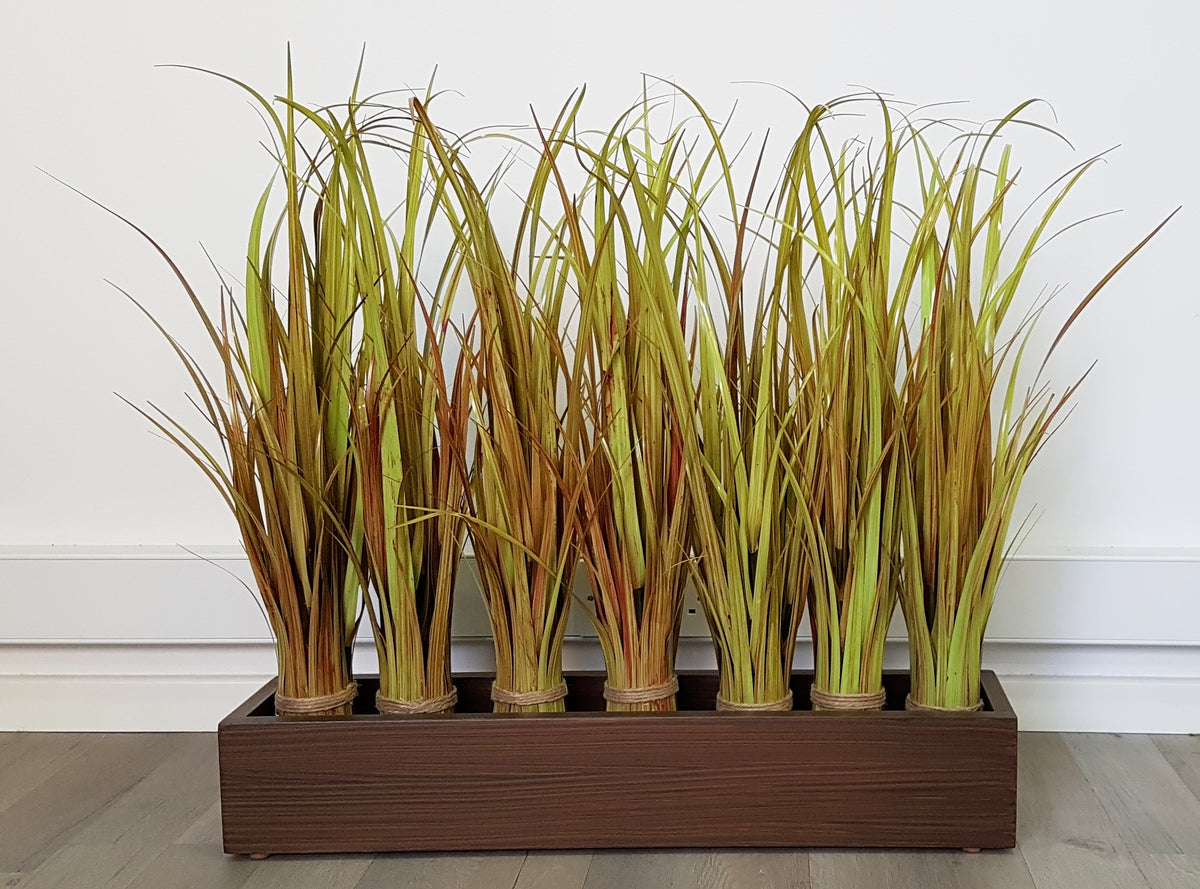 River Grass - Height 65cm (Not potted) - 15ON005