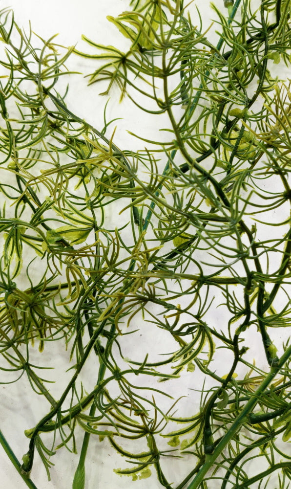 Green Asparangus Branch (Length 80cm) - FBR0034