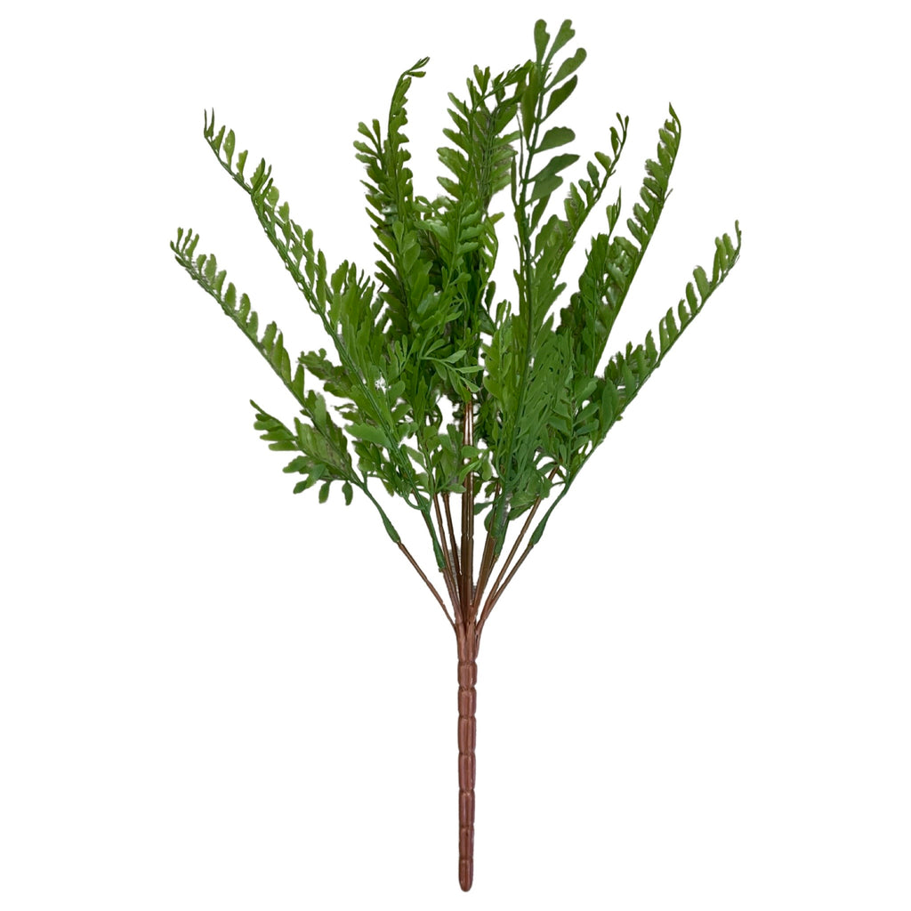 Adiantum Pedatum (Height: 45cm) - PTR0101