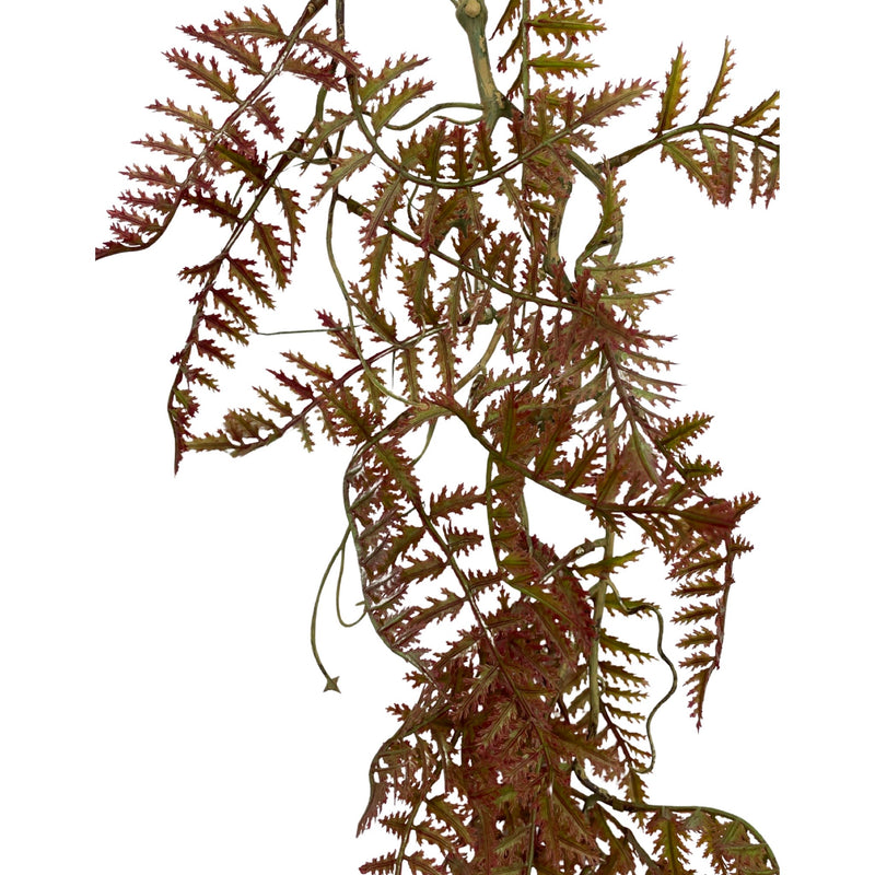 Hanging Davallia on a lignified (Length: 75cm) - HAN0033