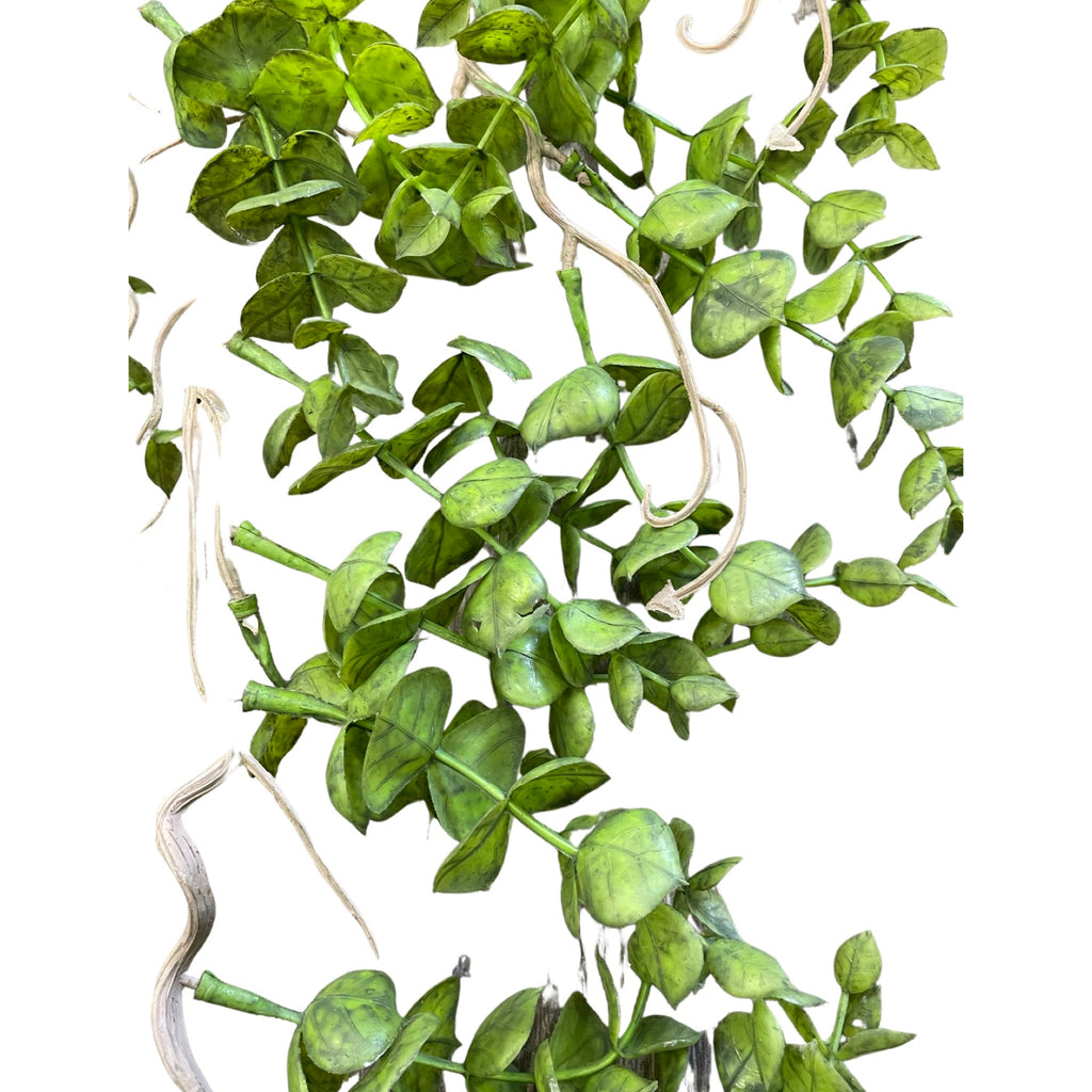 Portulacaria hanging plant (Length: 100cm) -HAN0035