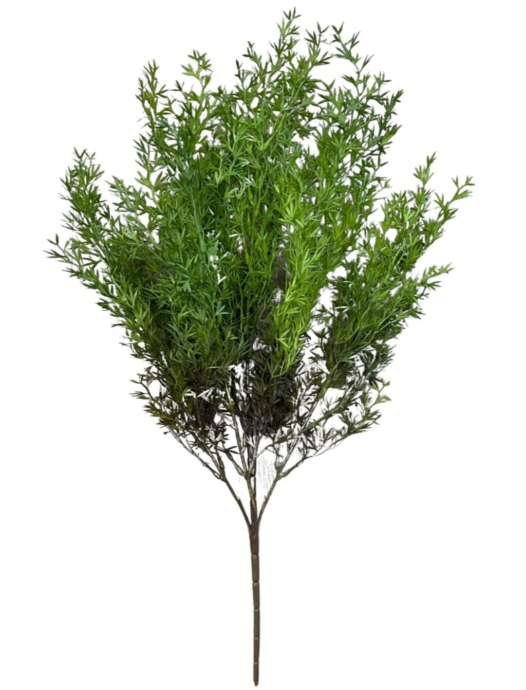 Asparagus Umbelatus (Height: 65cm)- PTR0102