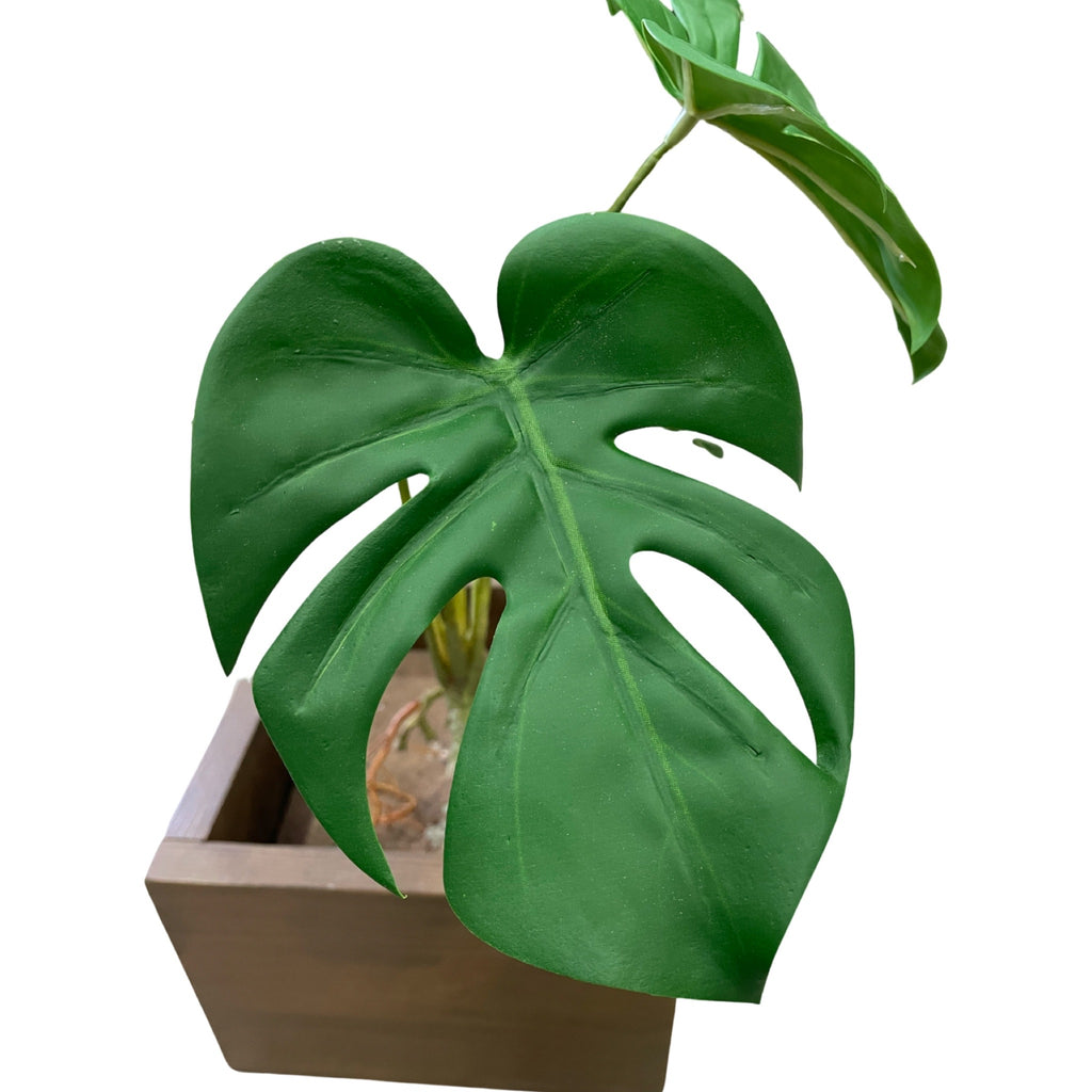 Monstera bush (Height: 38cm)- PTR0107