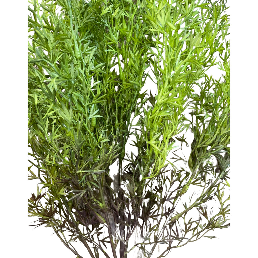 Asparagus Umbelatus (Height: 65cm)- PTR0102