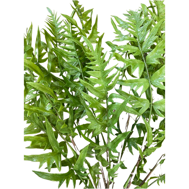 Onoklea - Green - GR-60-PVC-1383 (Height: 60cm)