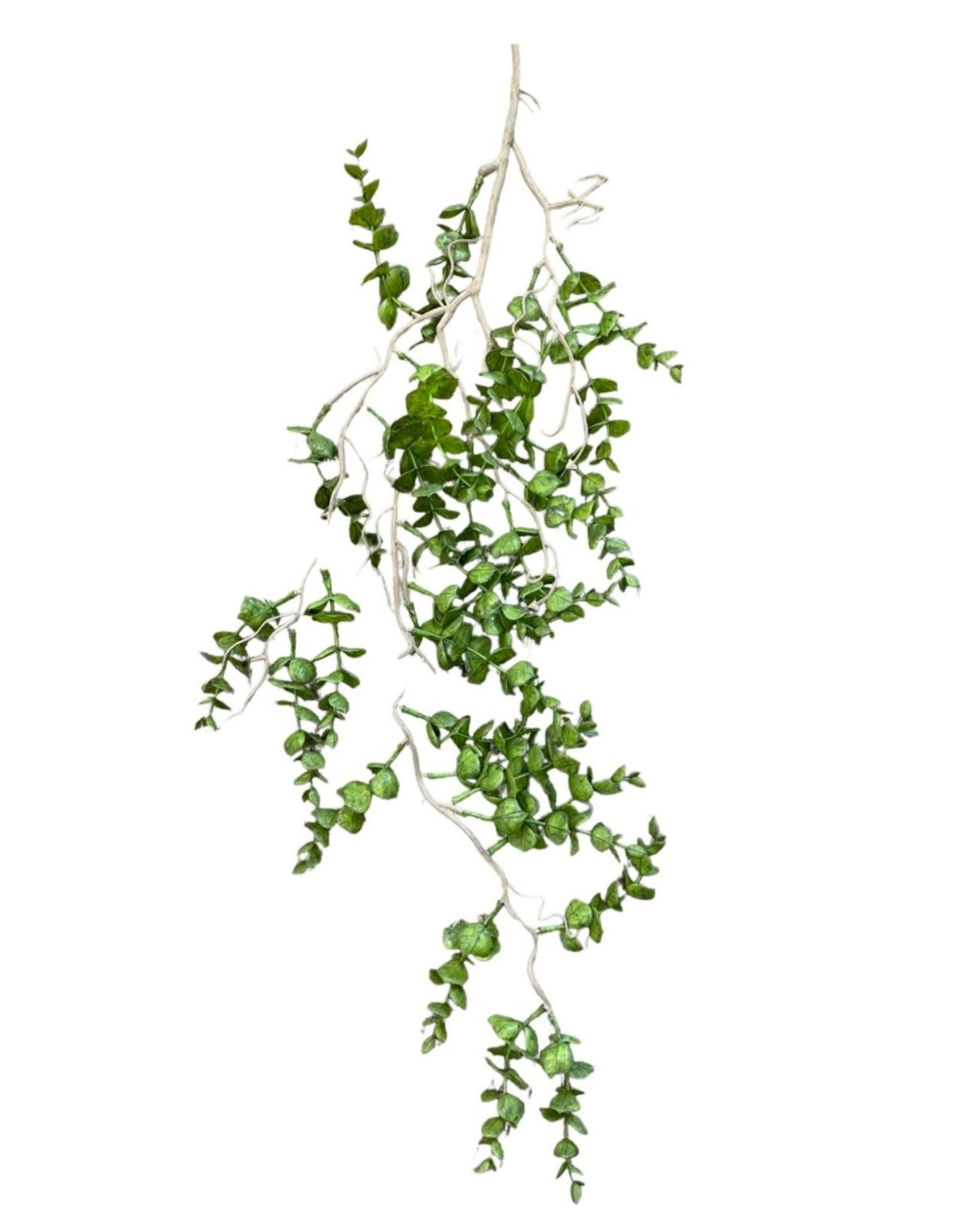 Portulacaria hanging plant (Length: 100cm) -HAN0035