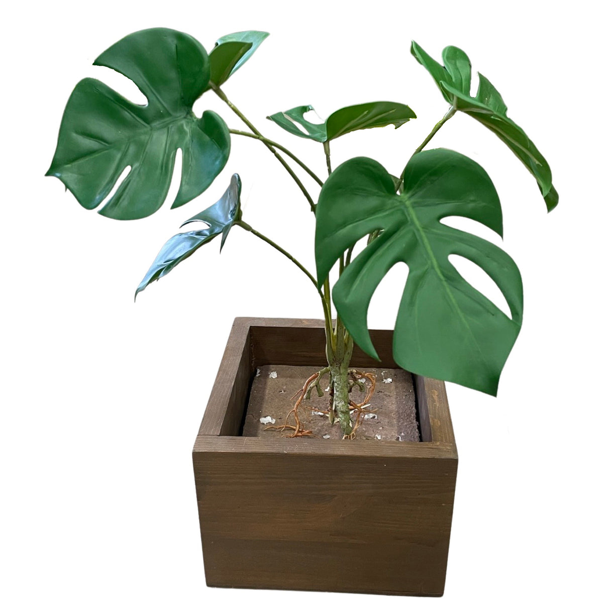 Monstera bush (Height: 38cm)- PTR0107