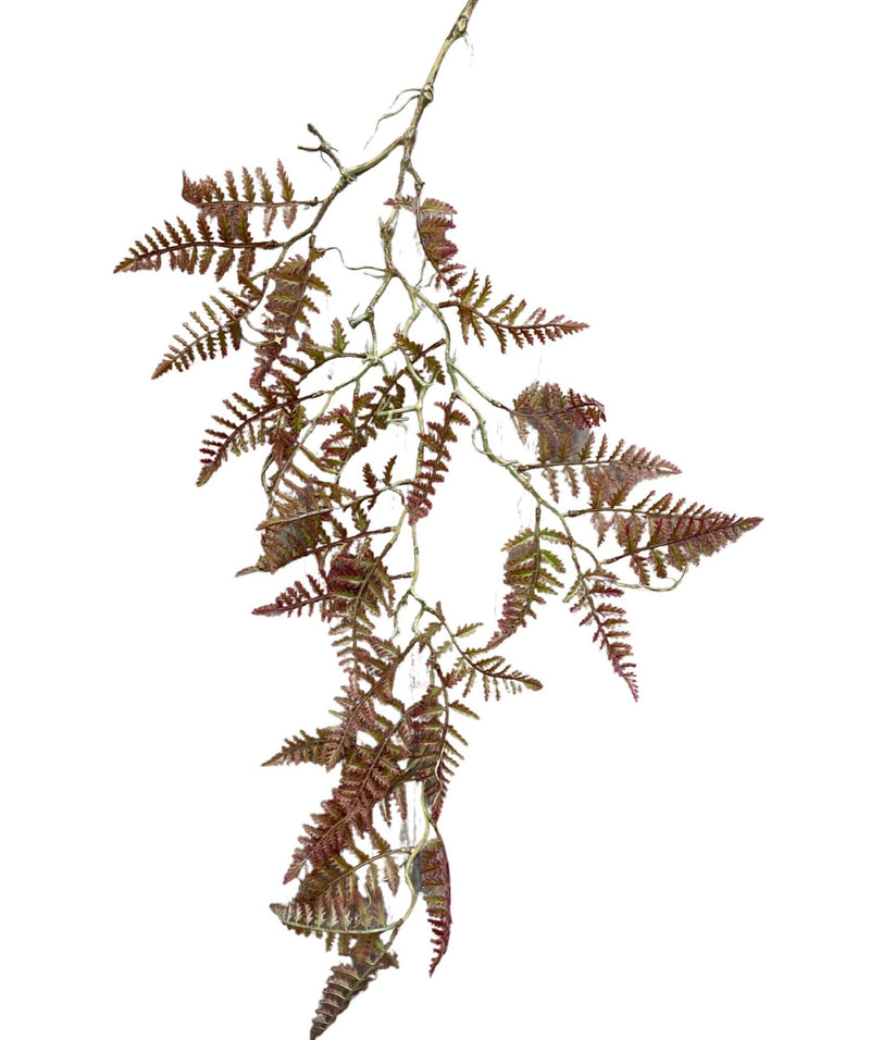 Hanging Davallia on a lignified (Length: 75cm) - HAN0033