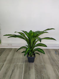 Artificial Dracaena Plant (Height: 80cm) - A004