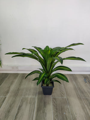 Artificial Dracaena Plant (Height: 80cm) - A004