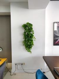 Τεχνητός κισσός (Μήκος: 90cm)