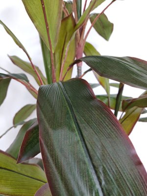 Artificial Dracaena Plant (Height: 165cm) - AL15007