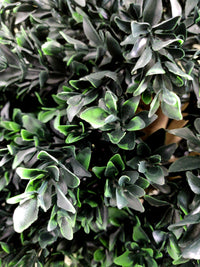 Artificial Boxwood Plant (Height: 60cm) - NAL19-0100