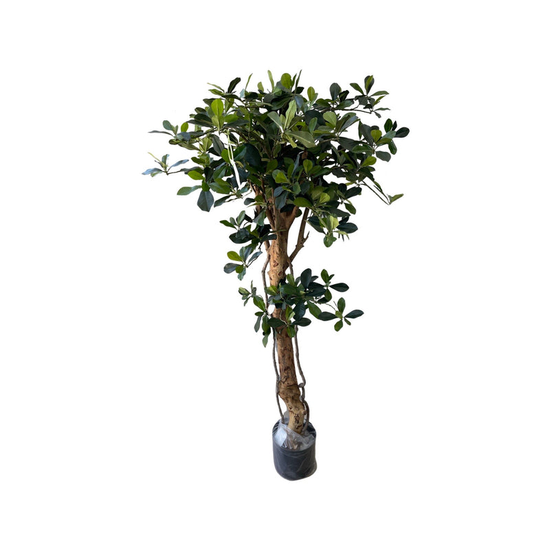 Oriental Olive on Bonsai (Height: 1.30m)