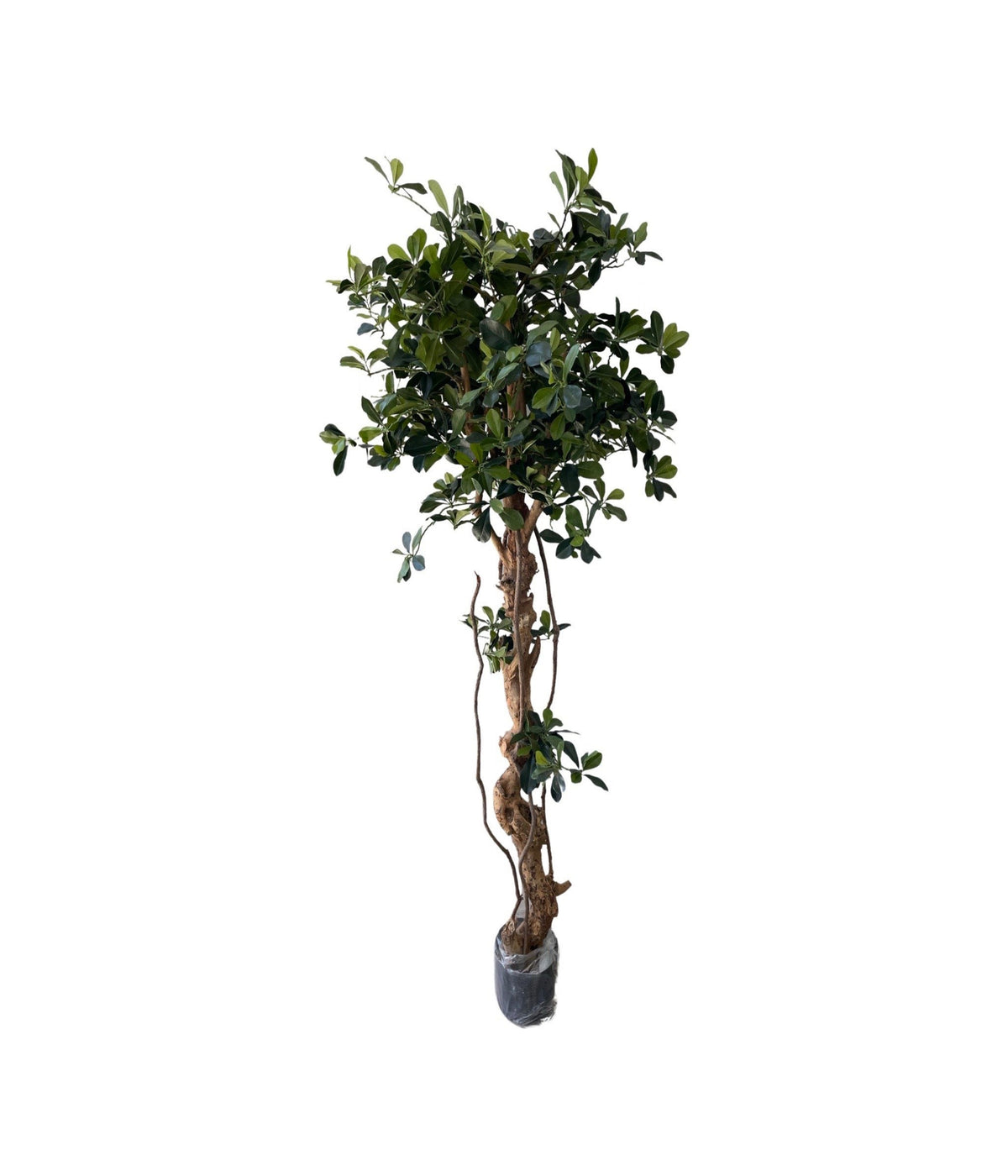 Oriental Olive on Bonsai (Height: 1.60m)