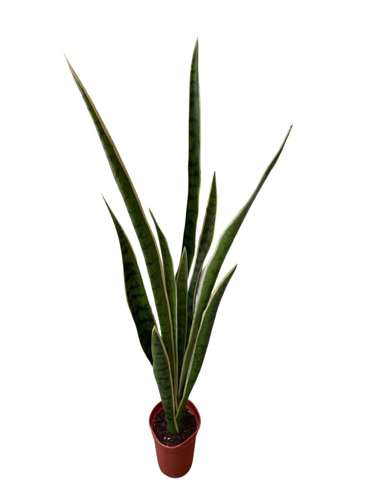 Artificial Sansevieria Plant (Height:59cm)